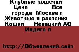 Клубные кошечки › Цена ­ 10 000 - Все города, Москва г. Животные и растения » Кошки   . Ненецкий АО,Индига п.